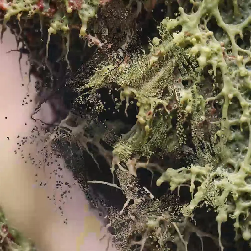 Neural Garden 2