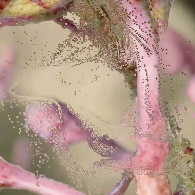 Neural Garden 2
