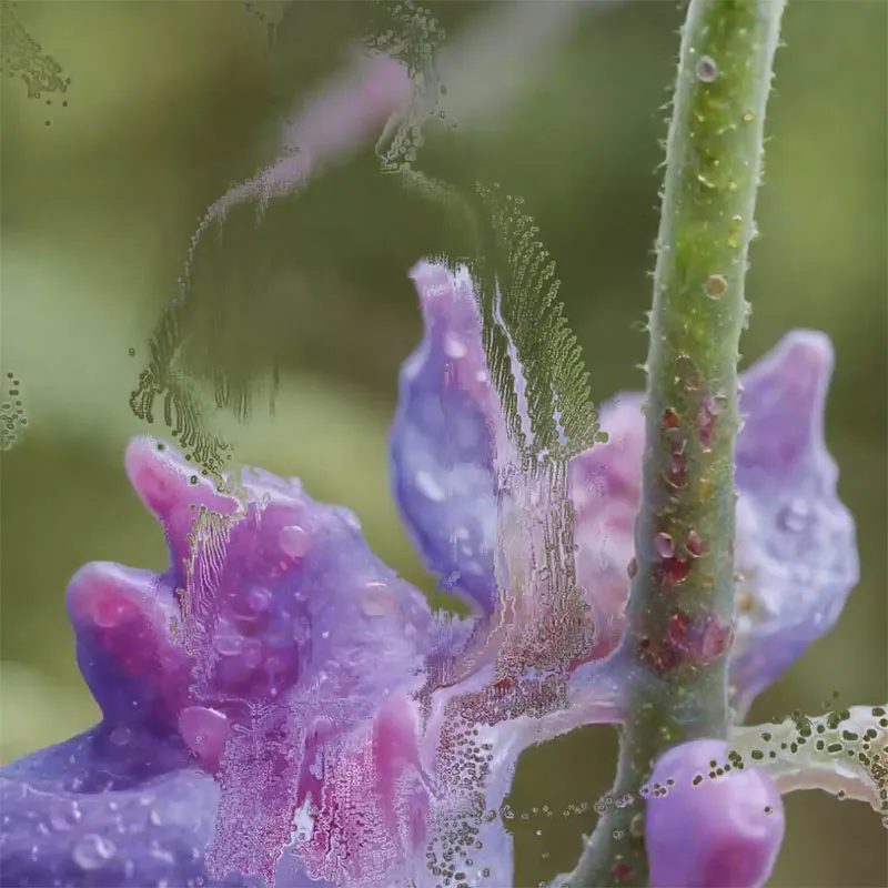Neural Garden 2